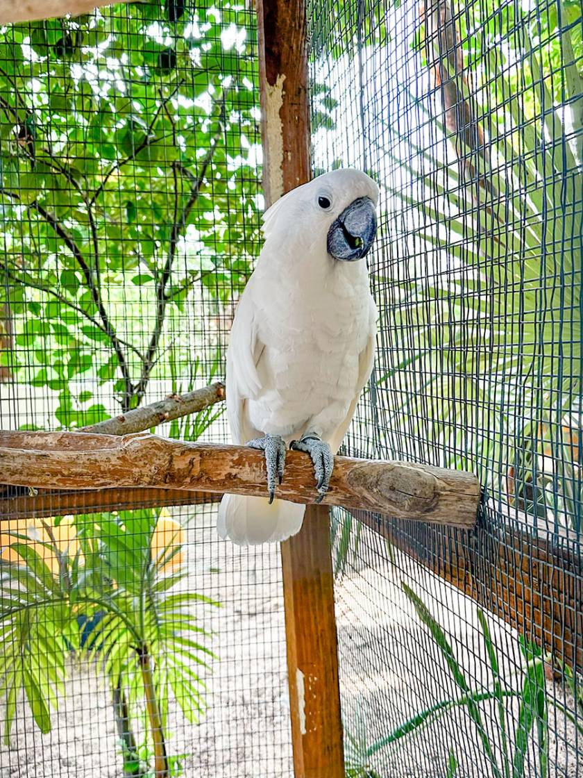 Coco the talking parrot