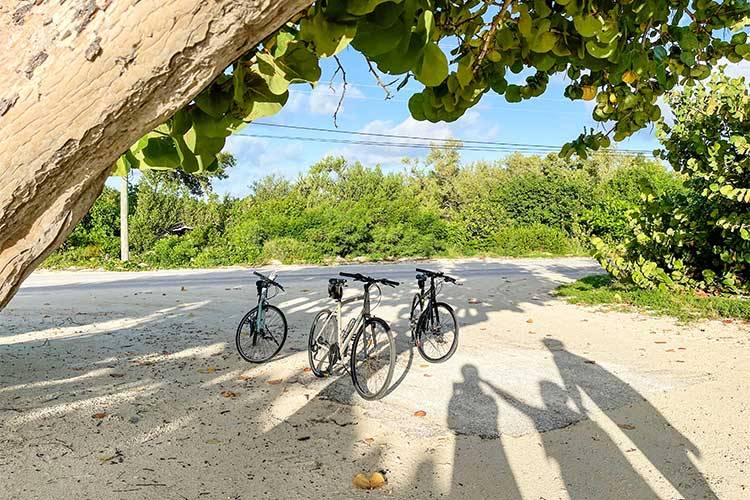 three bikes parked on sand under a grape tree