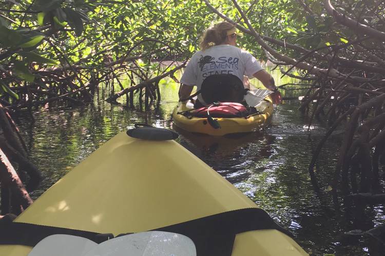 grand cayman mangrove kayak tour