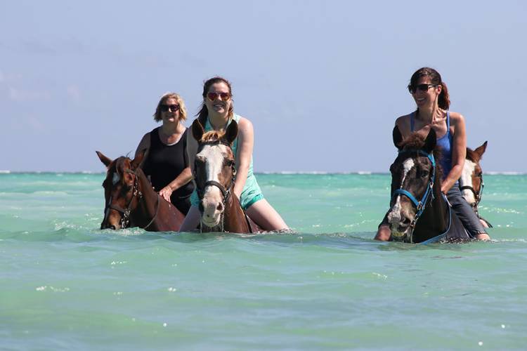 surge sweater Very angry Experience a Horseback Ocean Swim with Pampered Ponies | Christopher  Columbus Condos
