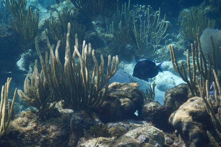 blue fish swimming among coral