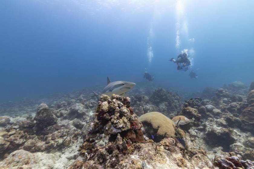 reef shark spotting on dive