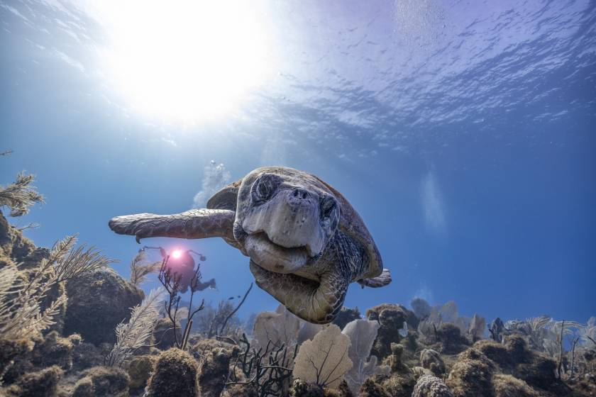 up close with a sea turtle