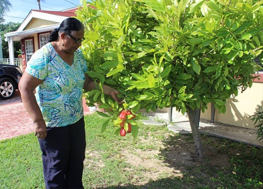 Ackee Tree