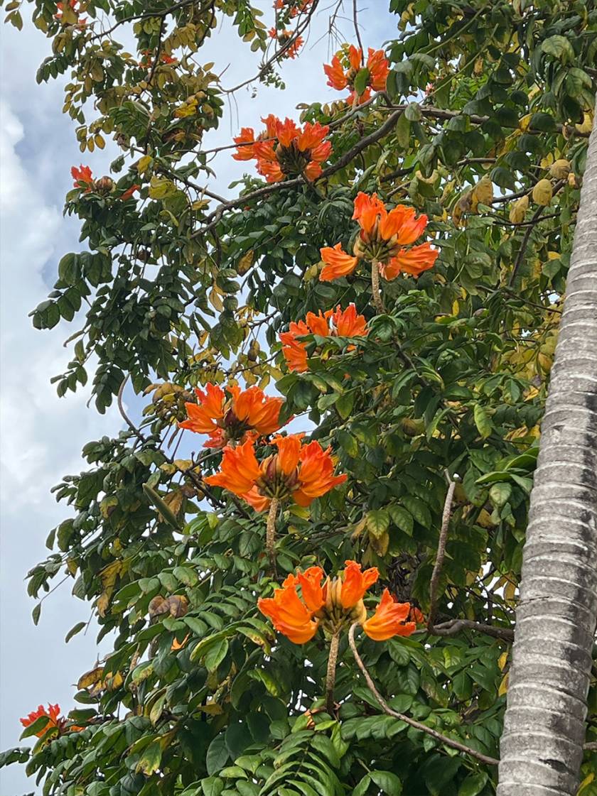 African Tulip Tree