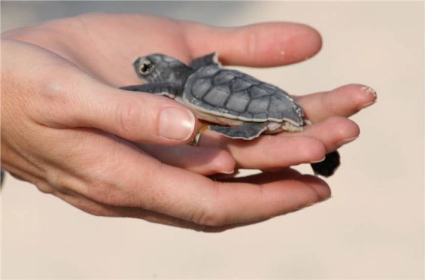 hatchling