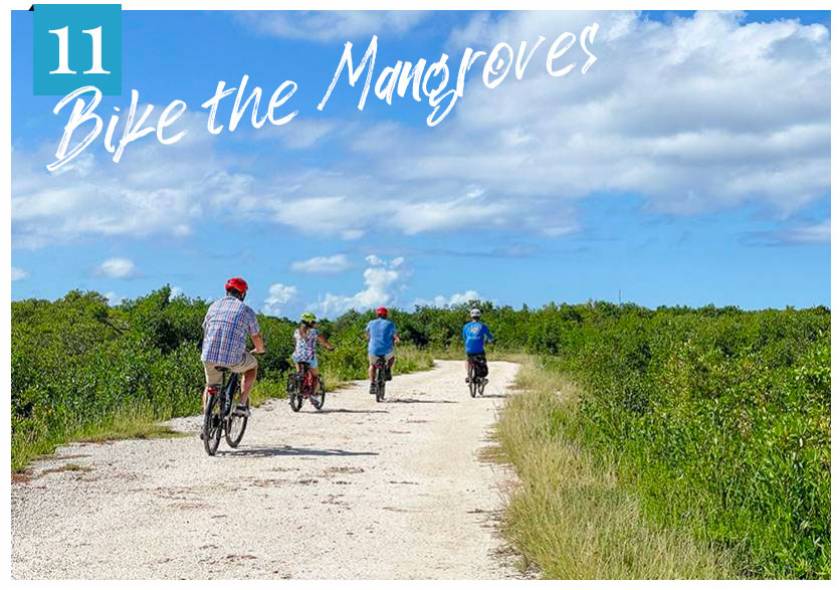 biking through mangrove path