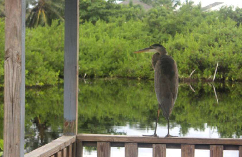 bird sanctuary