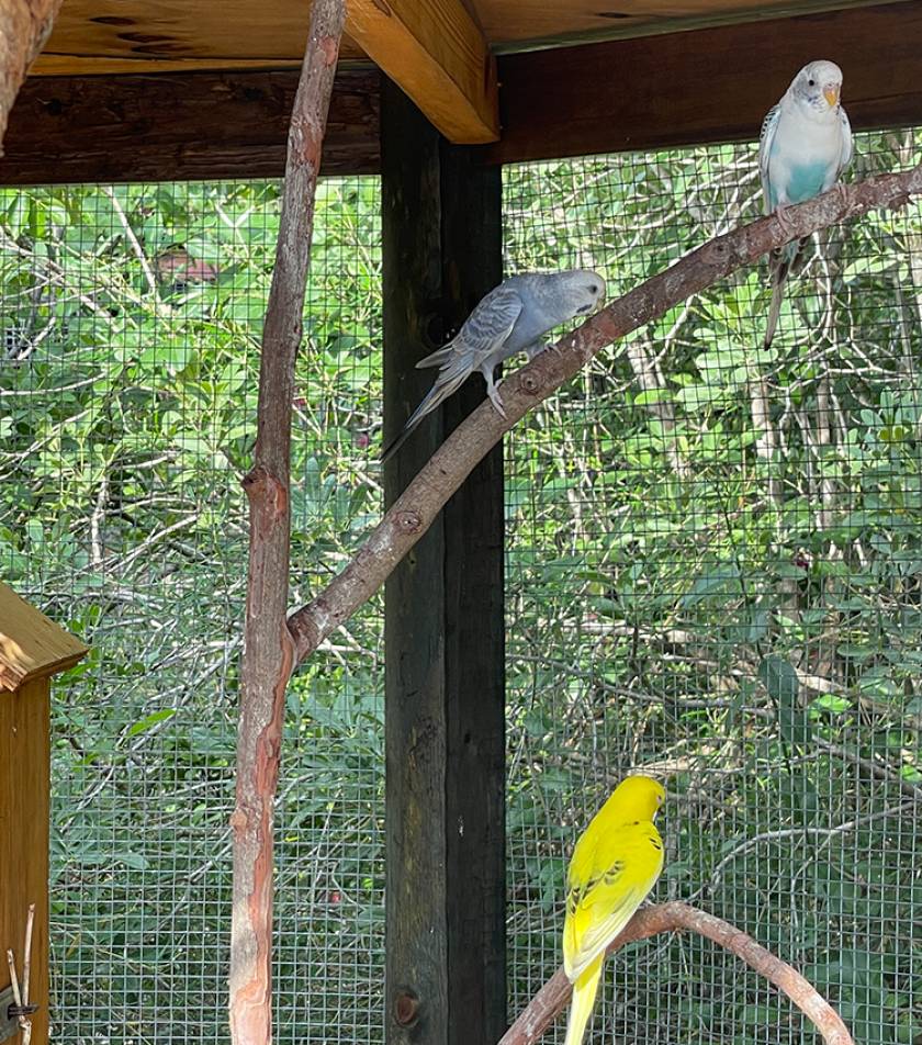 3 birds in large bird house