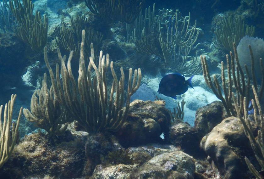 blue fish among coral