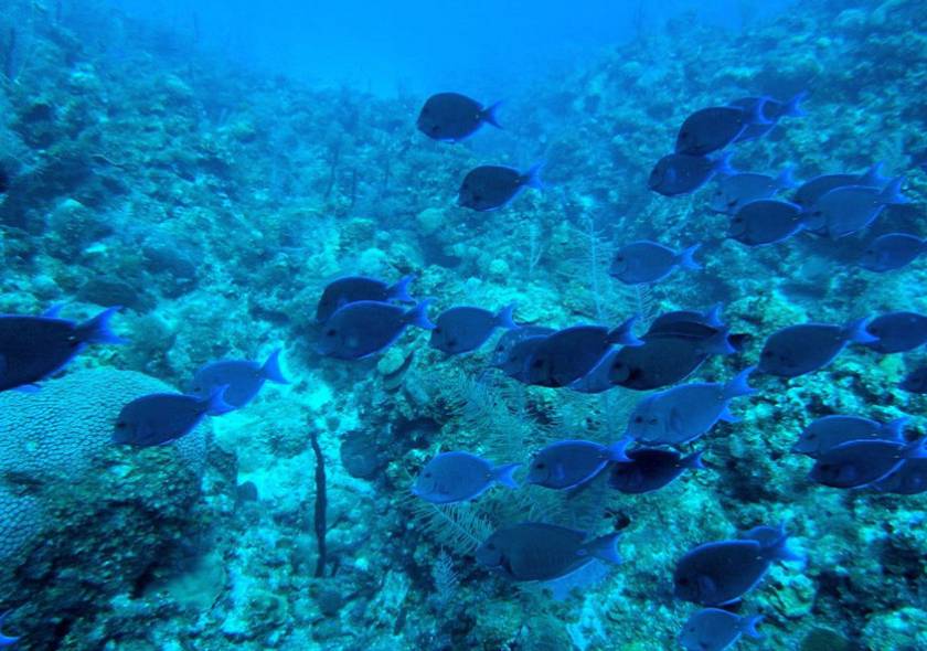 blue tang in cayman