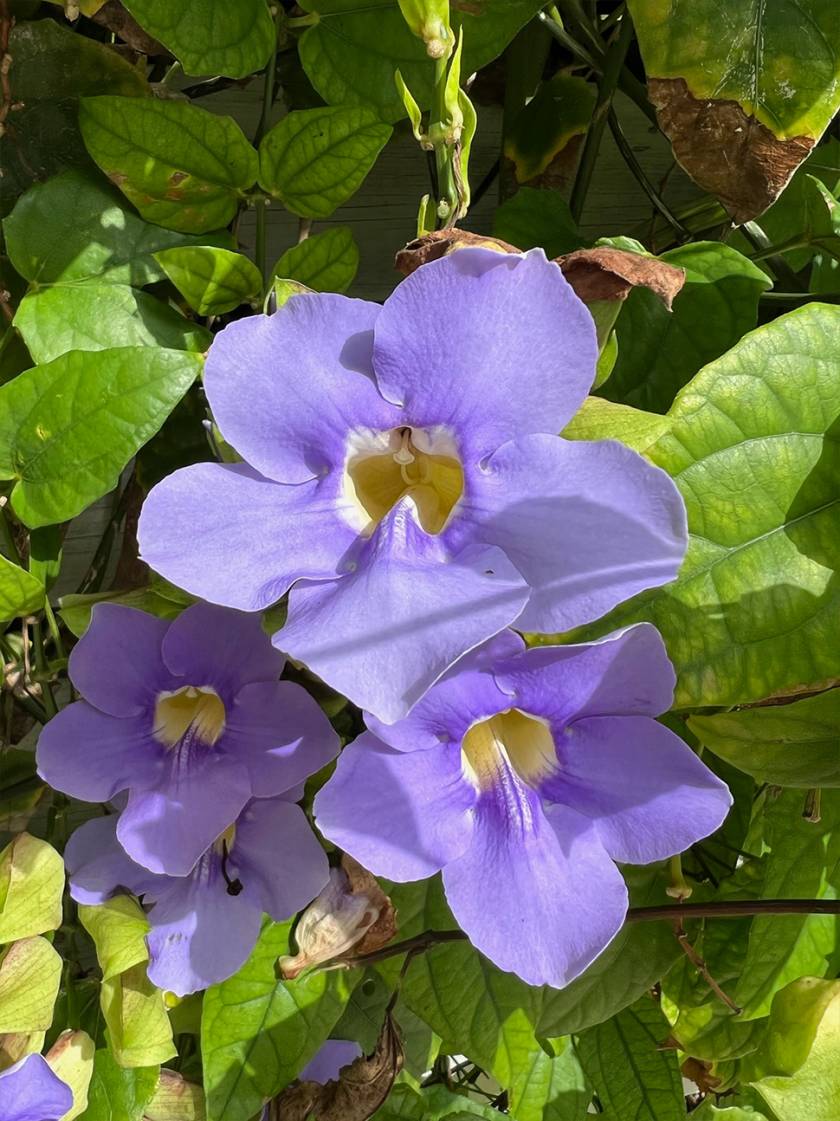 Blue Trumpet Vine