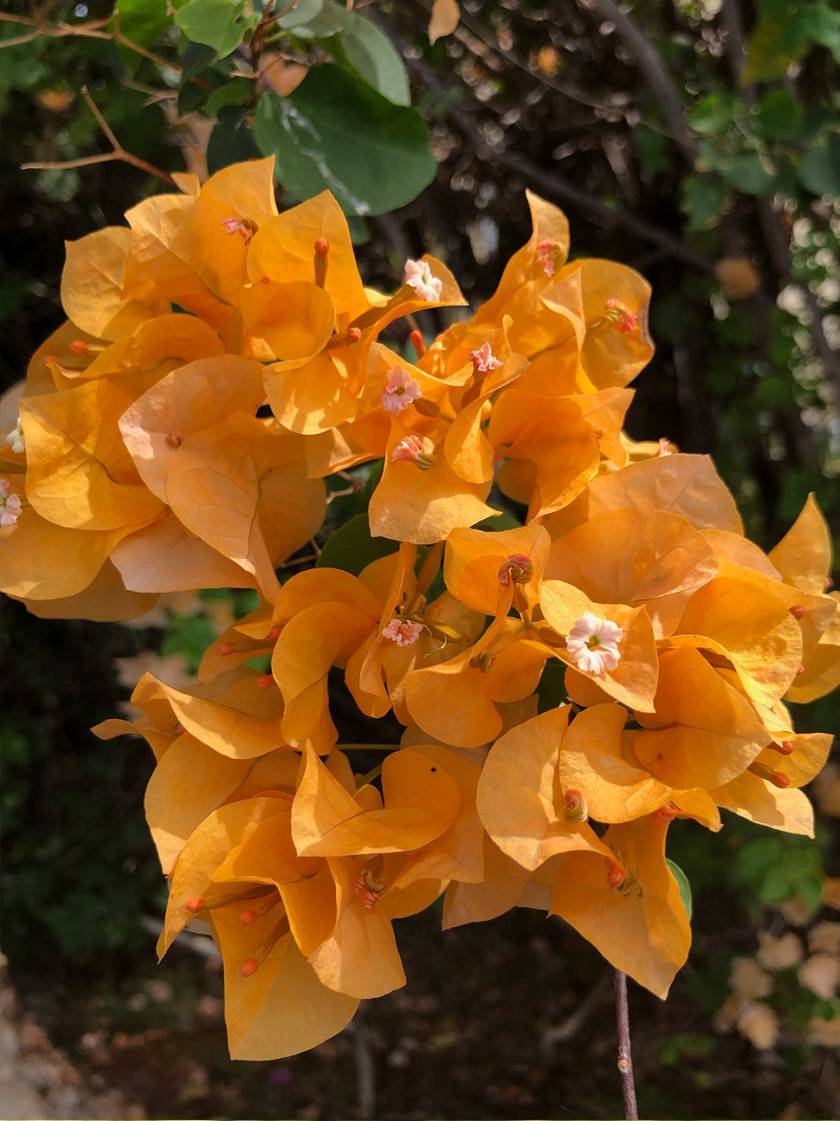 orange bougainvillea