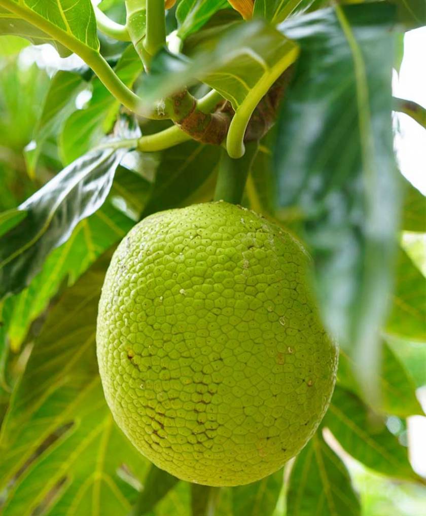 breadfruit