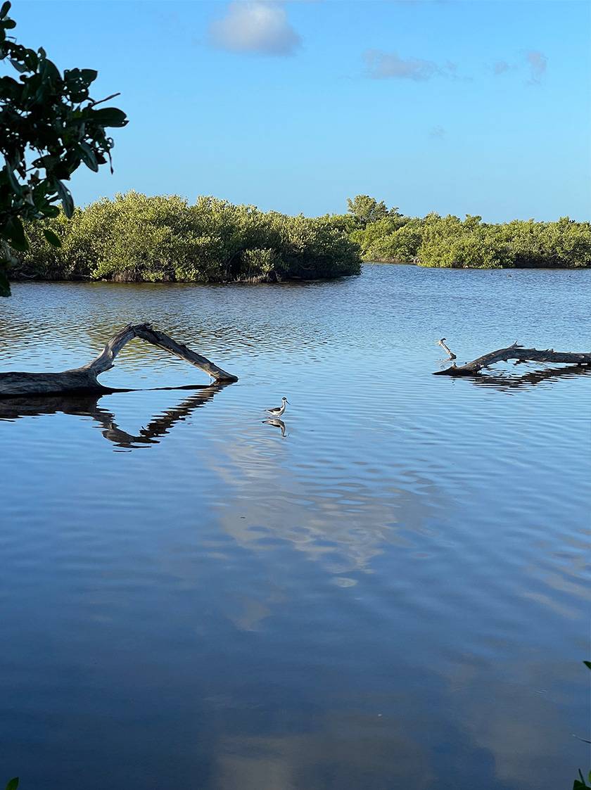 beautiful view of collier pond