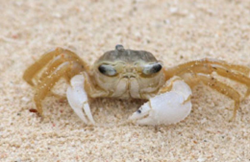 sand crab