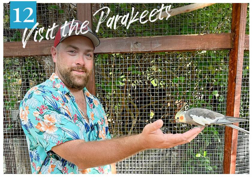 man feeding a parakeet