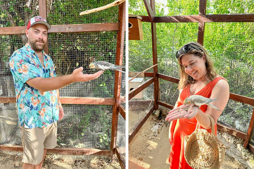 in cage feeding parakeets