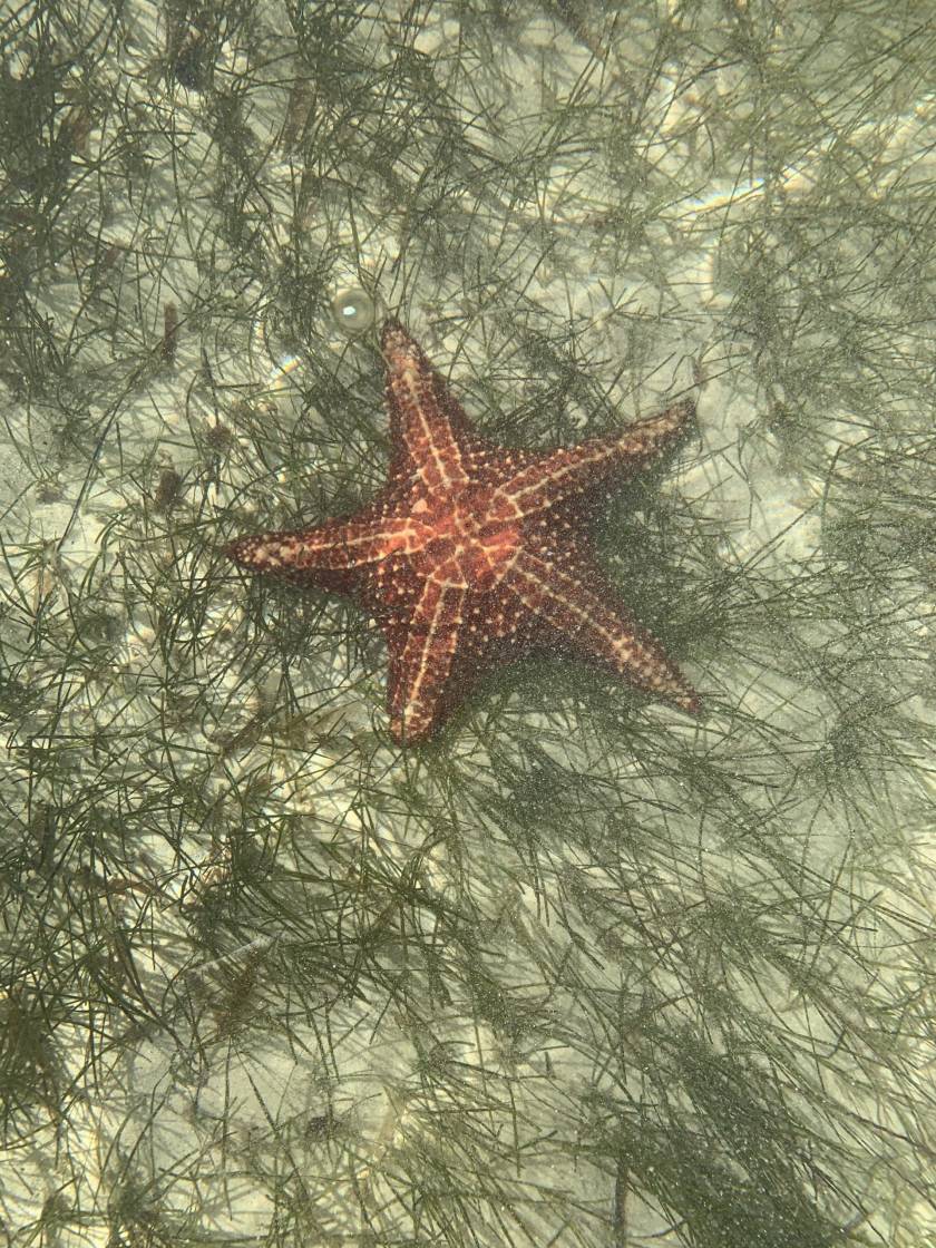 starfish point