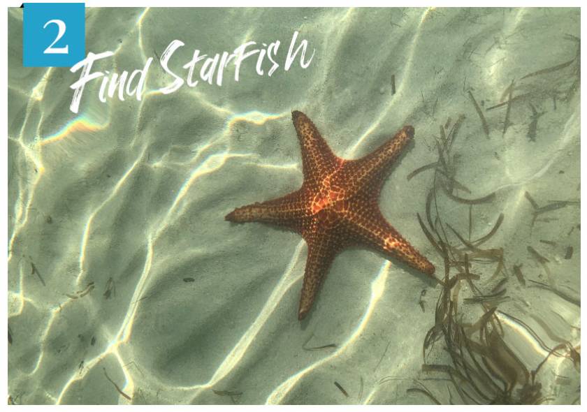 starfish underwater at starfish point