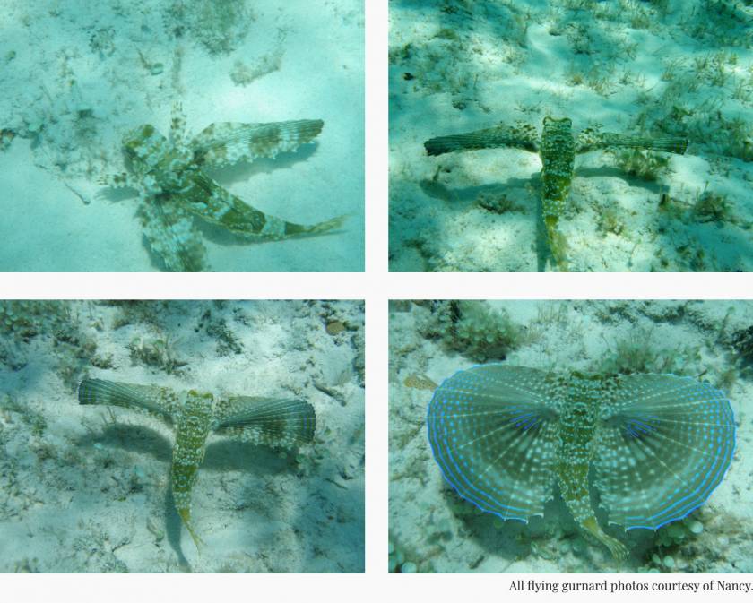 flying gurnard photos