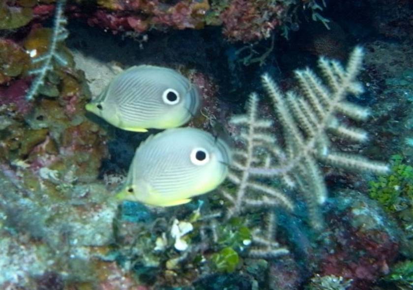 two foureye butterflyfish