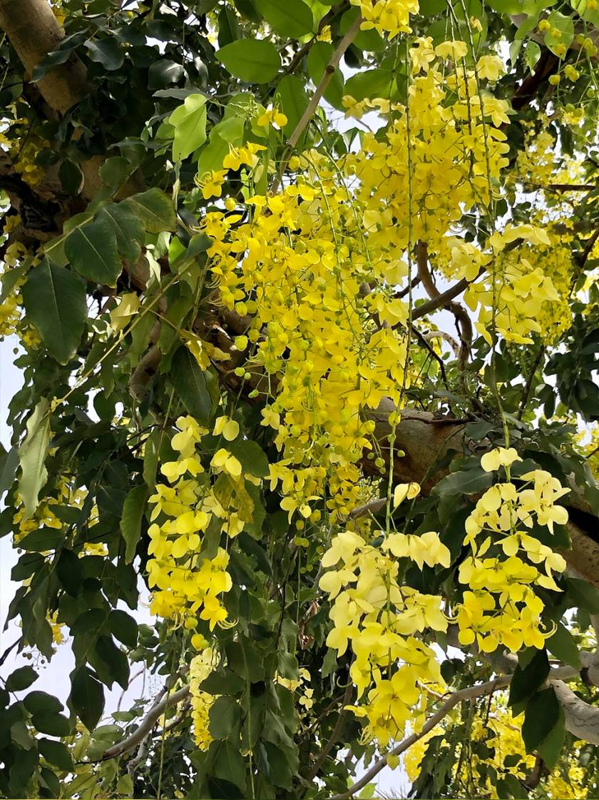 golden shower tree