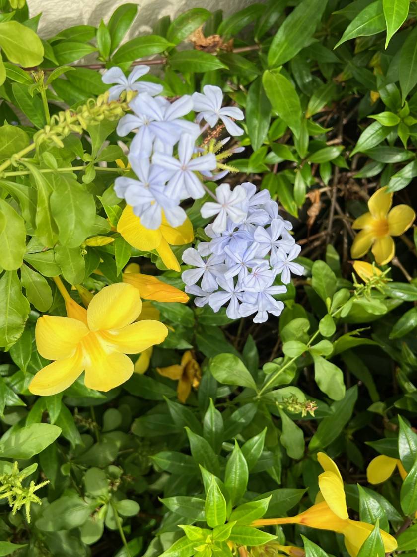 two flower varieties