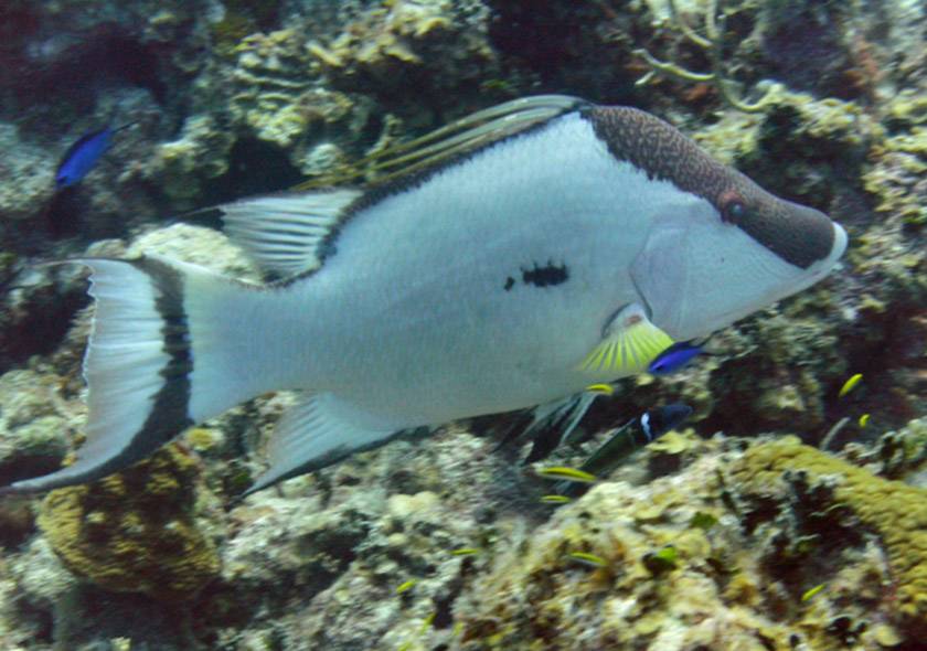 hog fish swimming underwater in grand cayman
