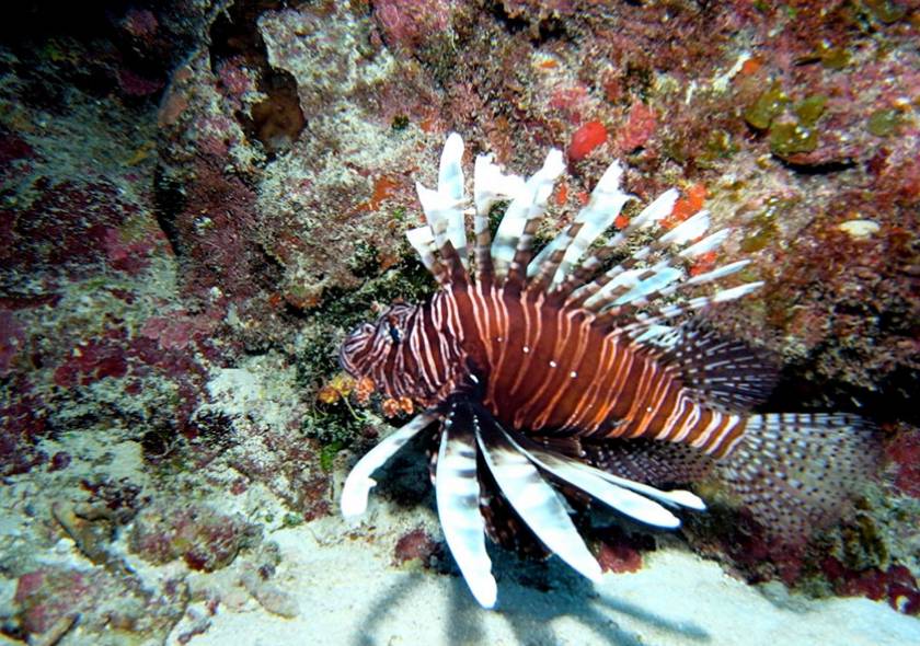 invasive lionfish