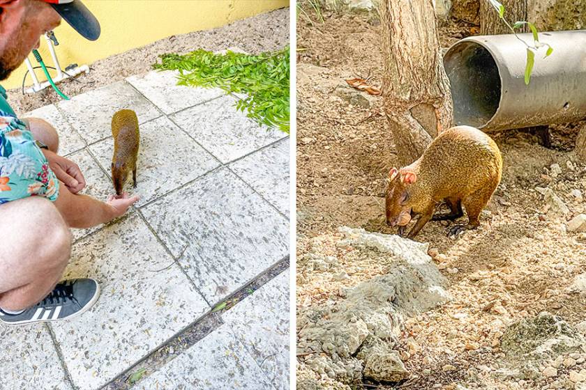 Little Bit and a wild agouti