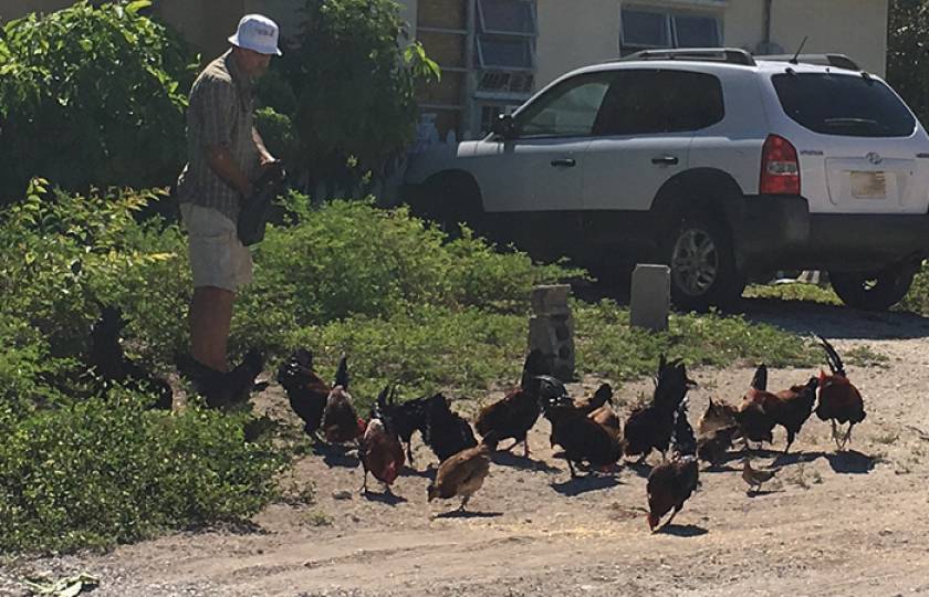 man feeding chickens