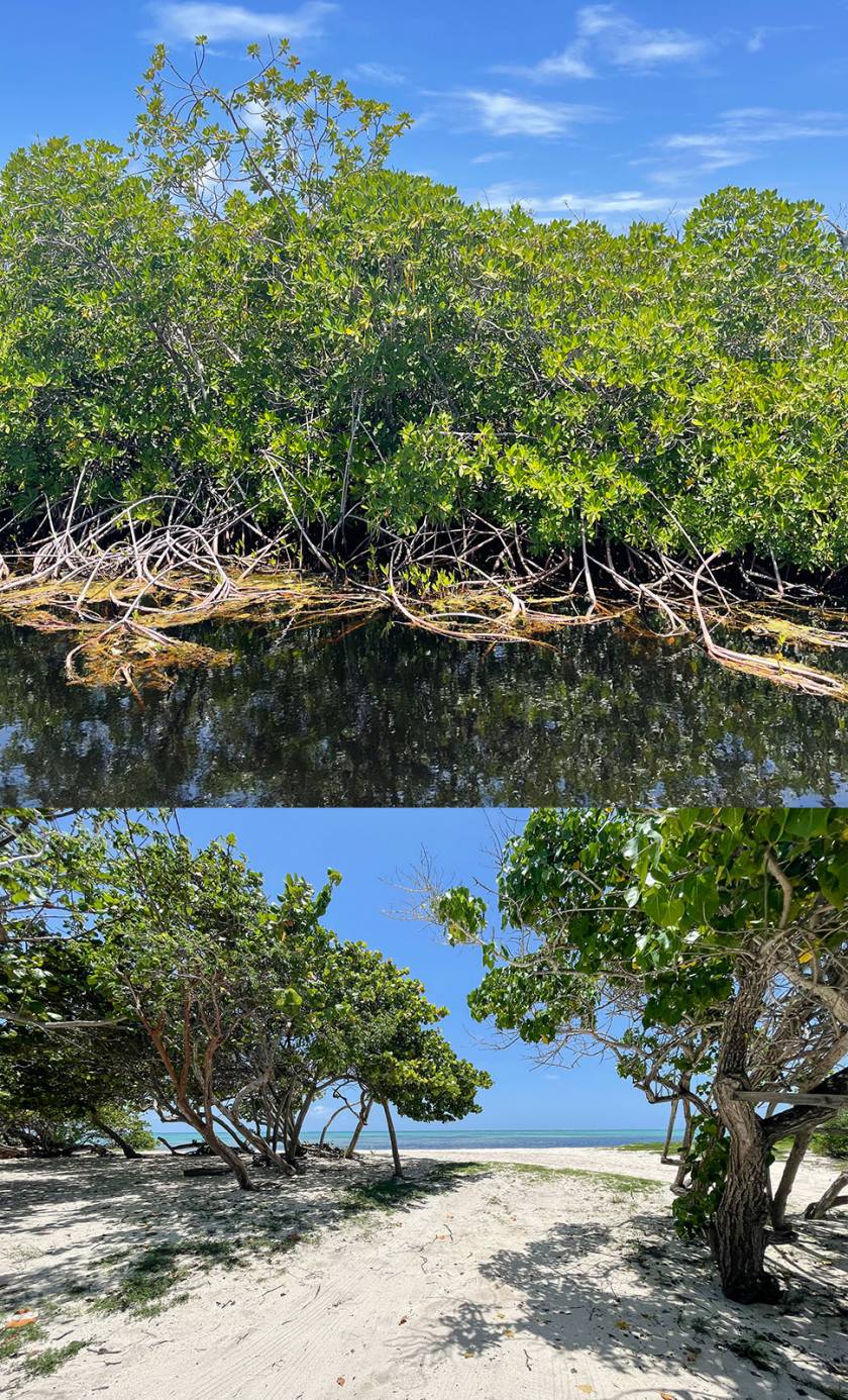 mangroves and beach