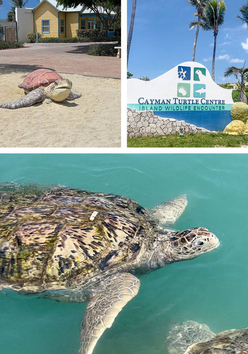 turtle farm grand cayman