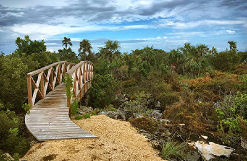 bridge at nature path