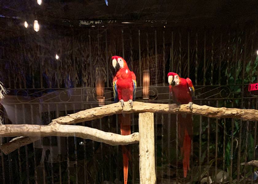 two red parrots