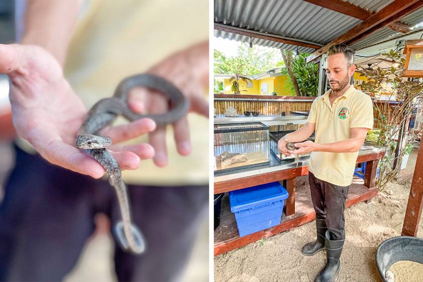 guide holding snake at Cayman Parrot Sanctuary