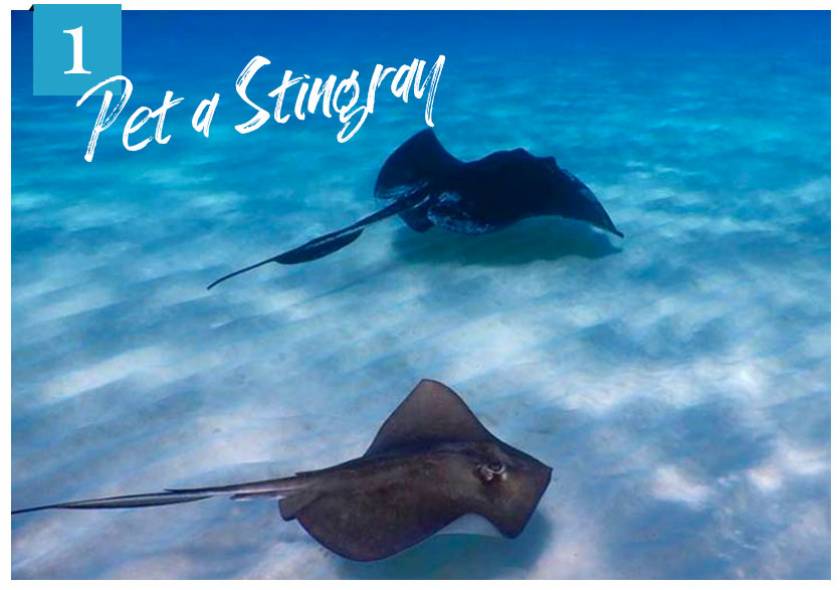 two stingrays at the sandbar