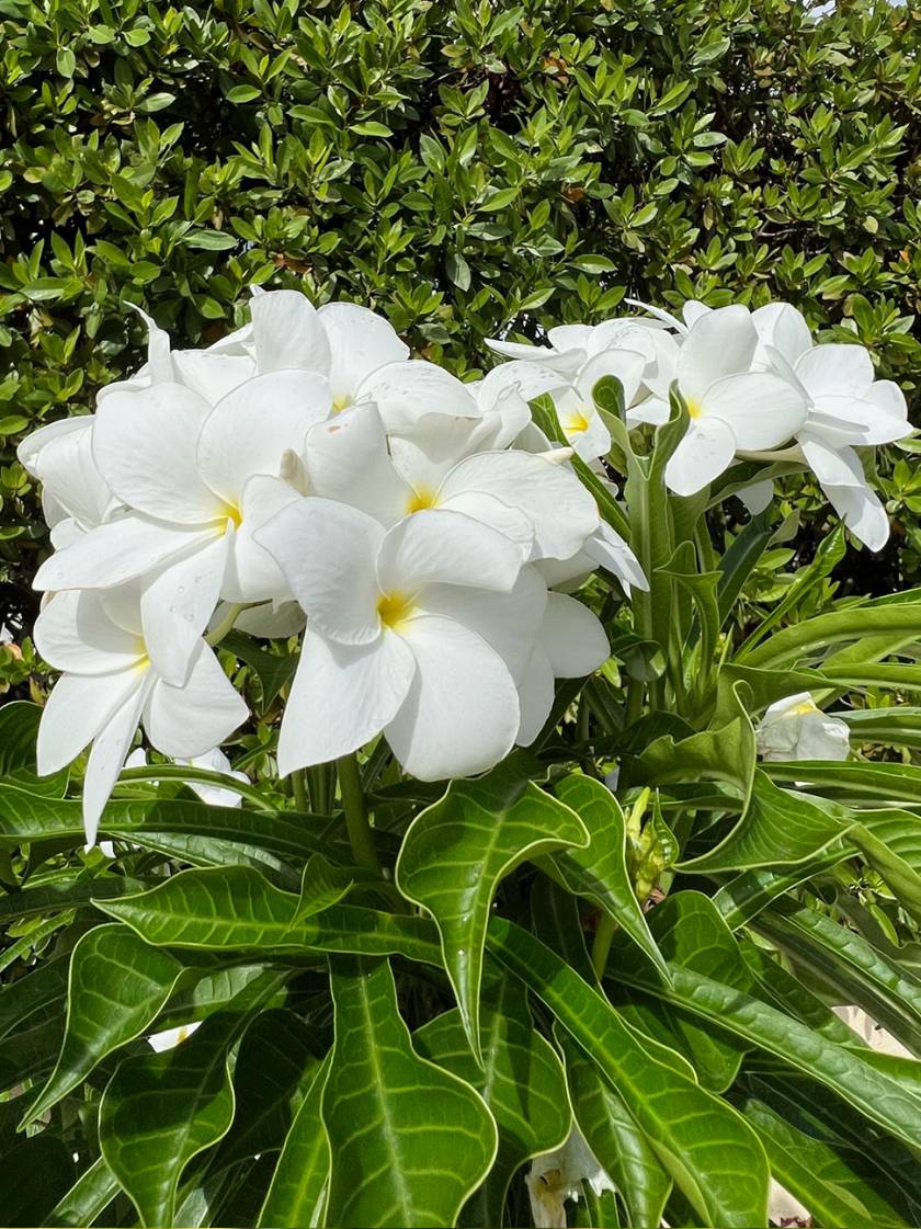 plumeria bridal bouquet