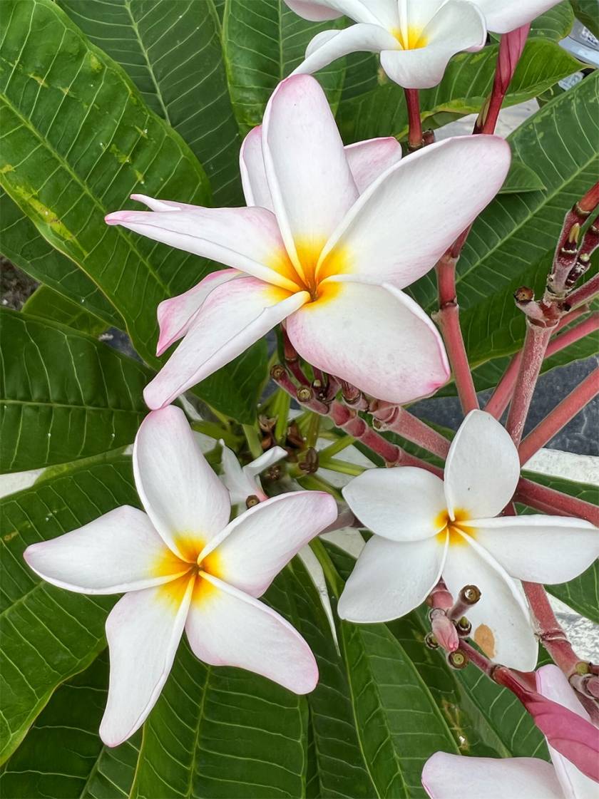 Plumeria