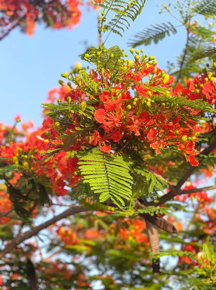 Poinciana tree