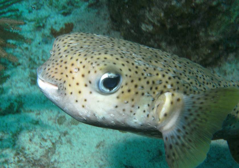 porcupinefish grand cayman