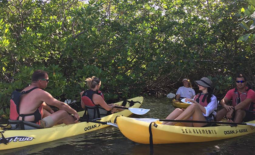 kayaks pulled over at shady mangrove