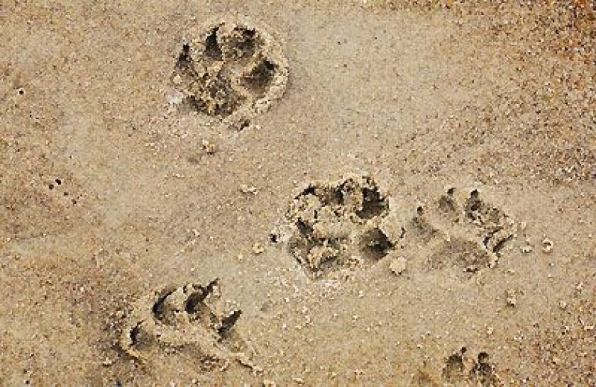 puppy prints in sand