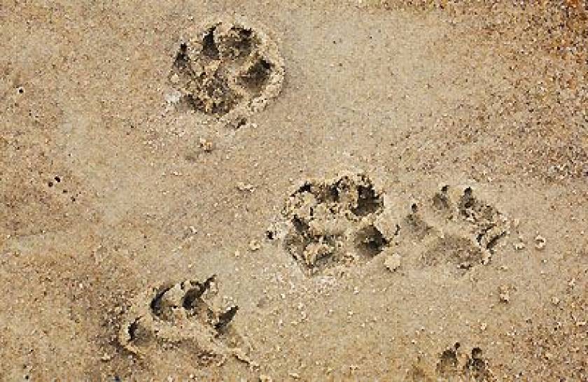 puppy prints in sand