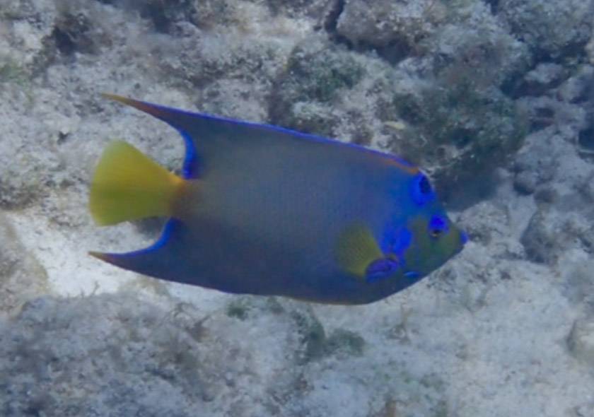 queen angelfish