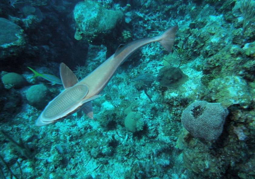 remora fish