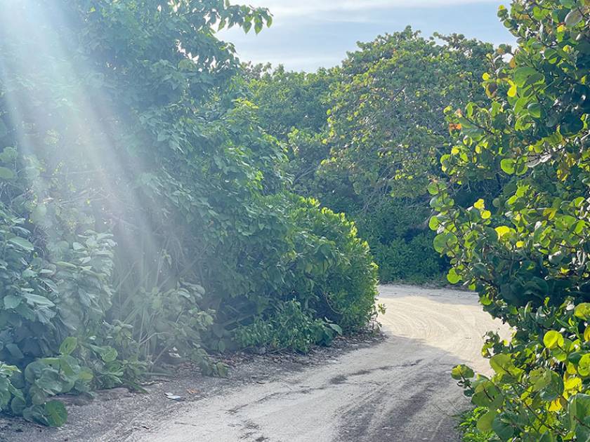 sun rays shining on road between mangroves