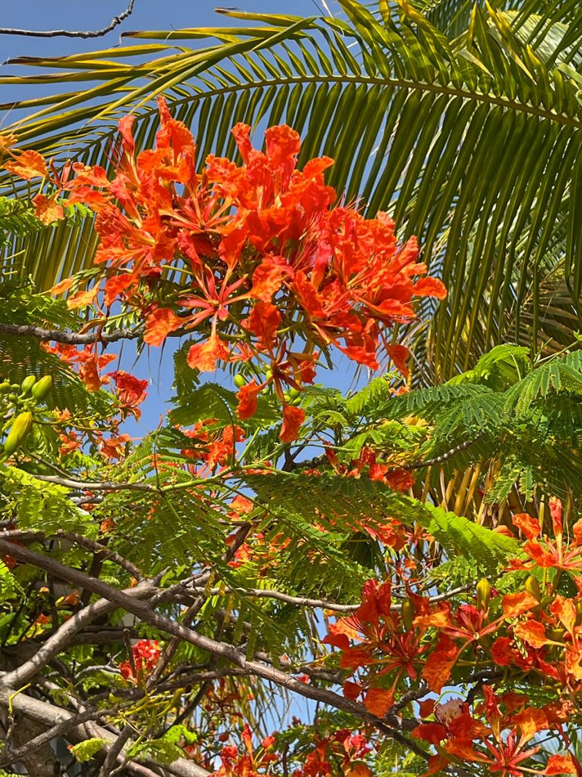 Royal Poinciana