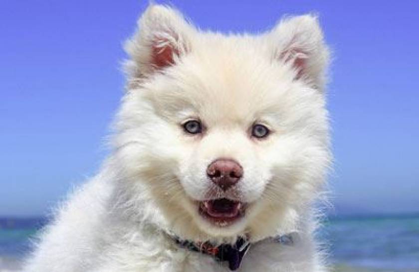 white puppy